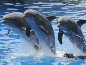 Dolphins jump over a man during a dolphins show at the Madrid zoo on ...