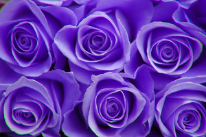 Blue and purple roses are beautiful!