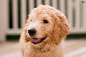 Hypoallergenic Mixed Breed Dogs