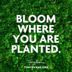 Bloom where you are planted. - Tony Evans