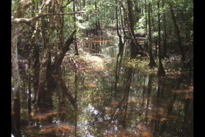 Bayou Swamp