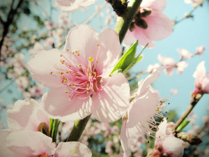 cherry blossom, cute, flowers, kawaii, nature, photography, pink ...