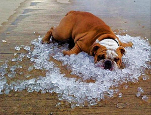 The Hot Weather Got Me Like… – 13 Pics