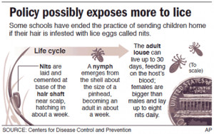 nitpicky about head lice head lice can only crawl not