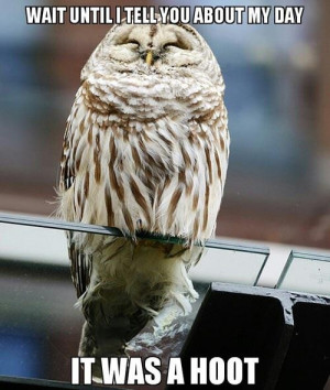 Hot day owl - Funny pictures