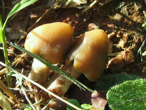 mushrooms elizabeth lopatto bloomberg psilocybin or magic mushrooms ...