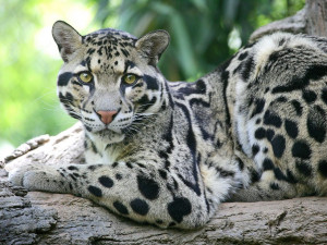see your Ocelot and raise you a Clouded Leopard .