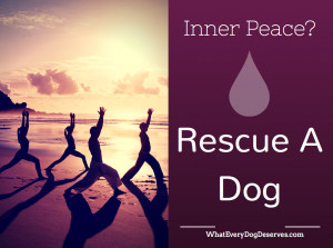 17. “Inner peace? Rescue a dog.