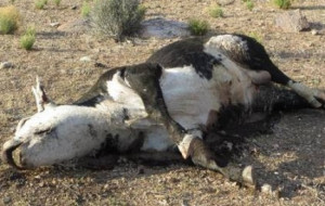 Obama BLM Admits Killing Bundy Ranch Cattle