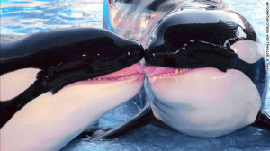 park in 1973, where the first killer whale was born in captivity ...