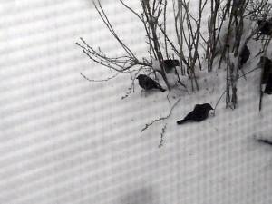 Merry Christmas : The Story of the Birds