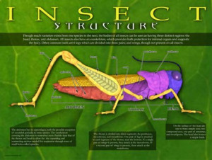 Amazing Insects Educational Poster Series, Set of 6 Laminated Posters ...