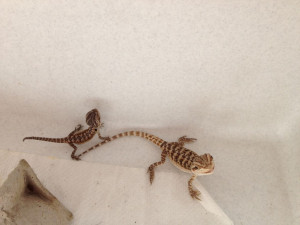 Baby Bearded Dragons