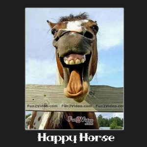 incoming search terms happy horse funny wallpaper 2012 very funny ...