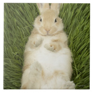 Rabbit laying in grass tile