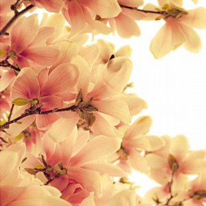 Pink magnolia flower photography rustic decor by CarlChristensen