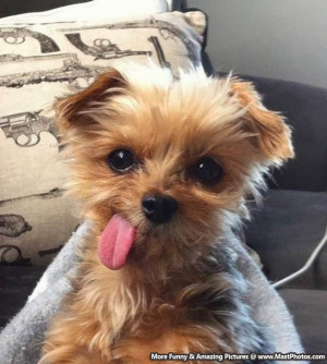 Cute Brown Puppy Sticking His Tongue