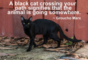 black cat crossing your path