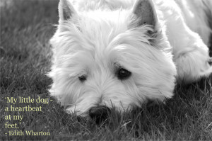 Quotes About Dogs Dying