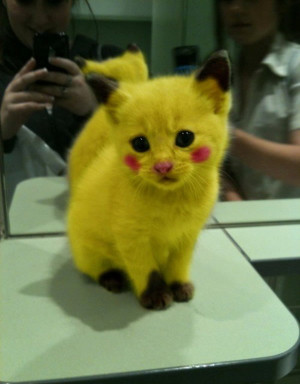Chat déguisé en Pikachu (Pokemon)