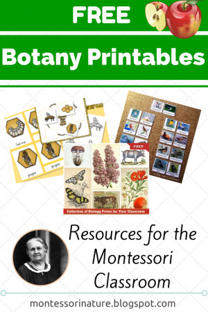 Free Montessori Botany Printables. KLP Linky Party