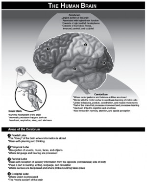Learn how exercise benefits the brain