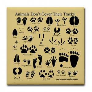 Animal Paw Print Identification