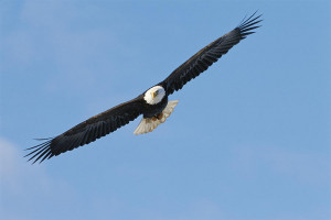 American Bald Eagle Flight