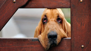 Bloodhound became sad wallpapers and images