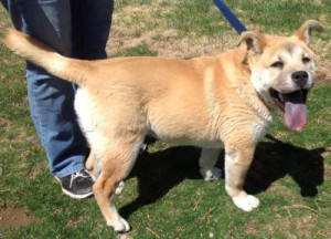 Dogs Breed Chow Chow Akita mix Gender Male Age Young Chow mix