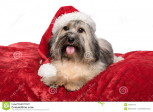 Cute Reddish Sitting Bichon