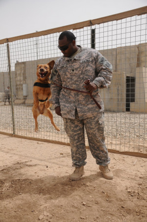 Every dog has its day, including military working dogs