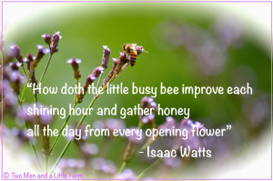 BEE QUOTE WITH PICTURE