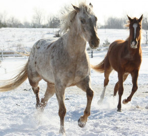Winter horses