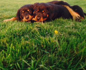 Rottweiler Puppies For Sale...