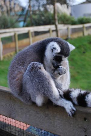 The Ring tailed Lemur Lemur