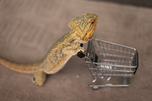 funny cute reptile lizard bearded dragon pringle