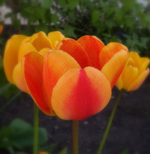 Tulips Flower