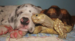 dog and turtle9