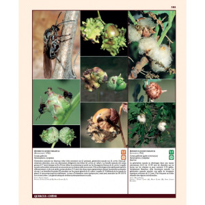 Insectes ravageurs et maladies des arbres et arbustes d’Europe