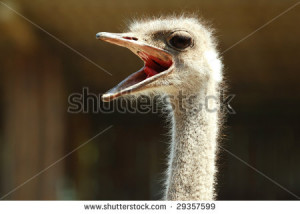 ago ostrich behind him sayings very useful for free and