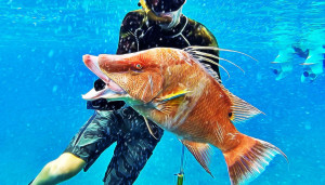 The Bahamas are world-renowned for fishing: Stunning Hogfish (Hog ...