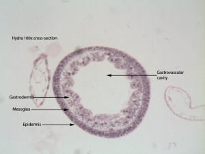 Hydra Cross Section Slide