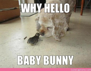 Hello Cute Bunny Img Imgion