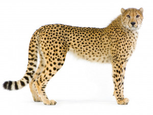 Cheetah - the fastest land animal on Earth