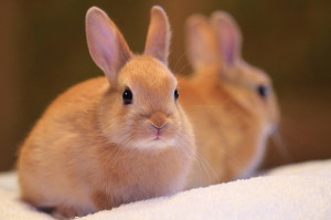 animal, brown, bunny, cute, little, photography, rabbit, sweet