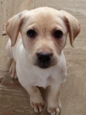 labrador girl £ 350 posted 11 months ago for sale dogs labrador ...