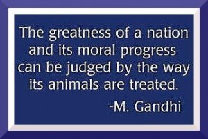 animal cruelty animals gandhi quote