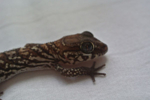 reptiles for sale £ 20 posted 11 months ago for sale reptiles gecko ...