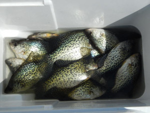 Thread: First crappie fishing of the year pics
